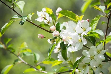 The Sargent Crabapple Tree: A Simple Landscape Solution - Minneopa Orchards