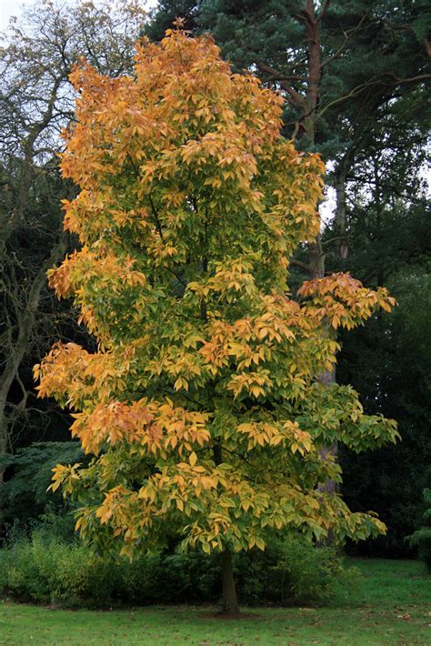 Westonbirt Arboretum - Oct 2006 | Lee | Flickr