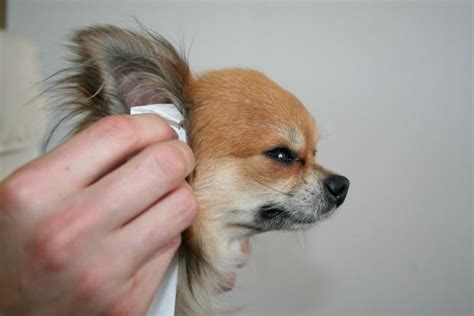 Grooming Your Chihuahua