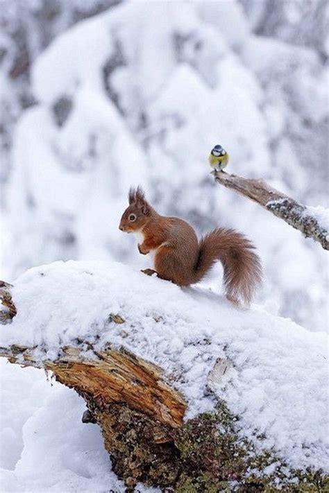 Animaux dans la neige ...