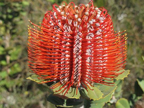 Banksia coccinea R.Br. | Plants of the World Online | Kew Science