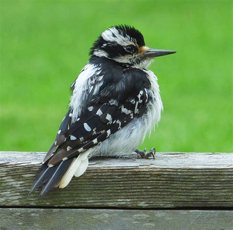 Very Hairy Woodpecker! ;-) - FeederWatch