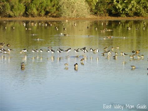 Gilbert Riparian Preserve water birds - East Valley Mom Guide