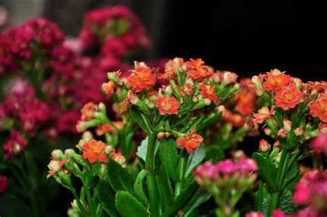 Flowers of the Earth: chinese new year flowers