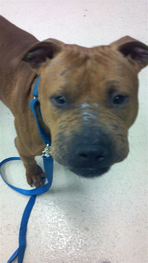 Chance is one of three dogs rescued from Miami-Dade Animal Services. He ...