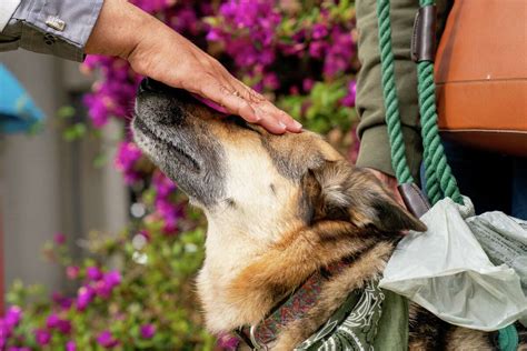 SF's "Annual Blessing of the Animals" (2023)