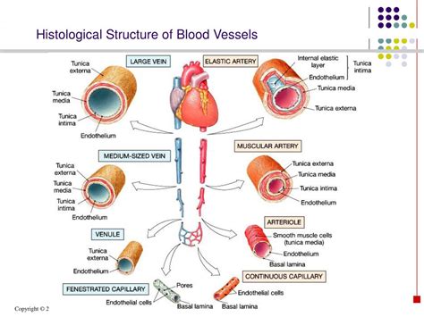 PPT - Heart & Blood Vessels Histology By Dr. Nabil, Khouri PowerPoint ...