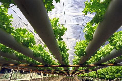 How To Sustain A Year-Round Garden Using Indoor Hydroponics - If you’ve ...