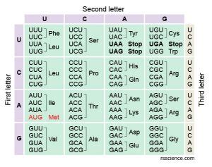 How to Read the Amino Acids Codon Chart? - Genetic Code and mRNA Translation - Rs' Science