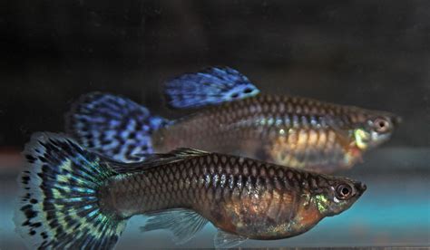 Some Colorful Female Guppies | Guppy fish, Guppy, Freshwater aquarium fish