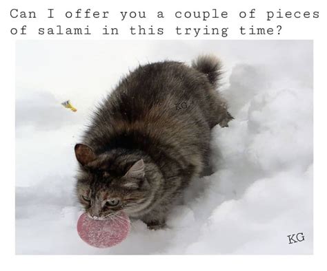 Yes Indeed, Cats Can Have A Little Salami (27 Memes)