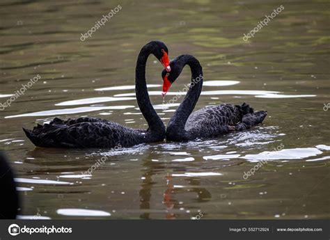 Black Swan Lake — Stock Photo © Wirestock #552712924