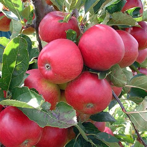 Dual Cordon Apple Tree | Red Falstaff & Cox Self Fertile Apple Tree