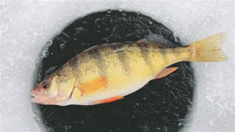 10 Best Ice Fishing Lures for Perch ⋆ Tackle Scout