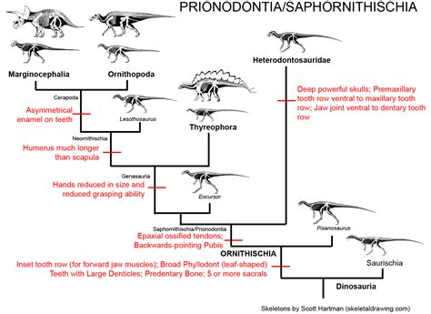 GEOL 104 The Rise of the Dinosaurs: What is a Dinosaur (version 2.0)?