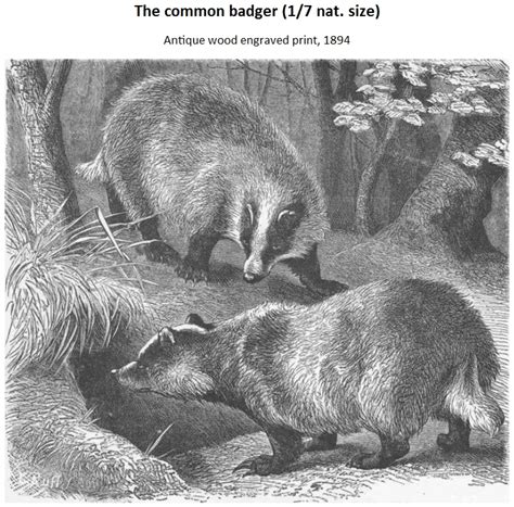 Historic Badger Images