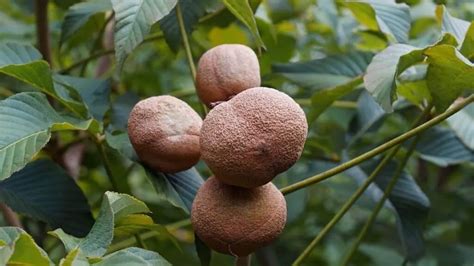 How Poisonous Are Buckeye Nuts To Humans? (Edible, Can You Eat)