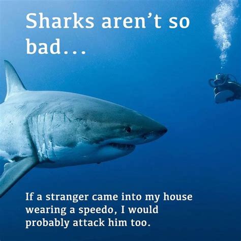 Pin by Kristina M on My Sick Sense of Humor | Sharks funny, Funny ...