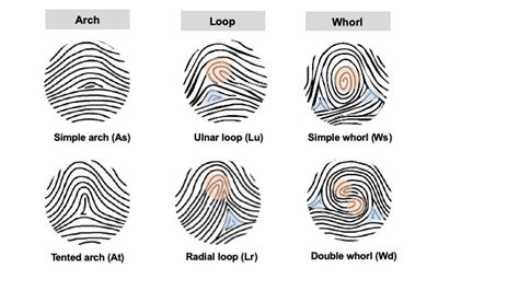 Fingerprint patterns are linked to limb development genes