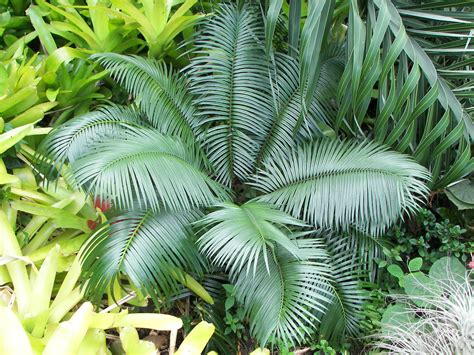 Some Cycas in the garden, #2 - TROPICAL LOOKING PLANTS - Other Than Palms - PalmTalk