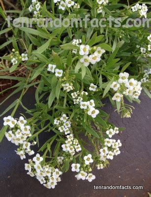 Alyssum - Ten Random Facts