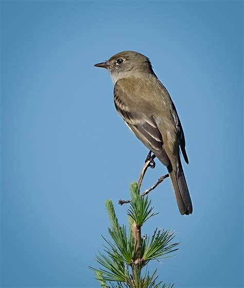 Alder Flycatcher - Owen Deutsch Photography