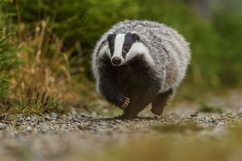 Badger-baiting gang caught in the act flees from gardaí - Extra.ie