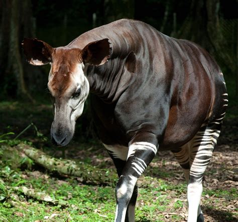 Okapi - Learn more at Wildlife Conservation Network