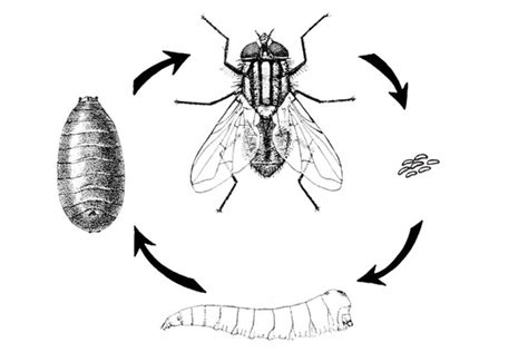 Daur Hidup Lalat, Mulai dari Telur hingga Imago (Dewasa)