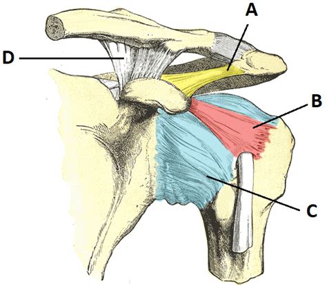 Shoulder Anatomy Ligaments