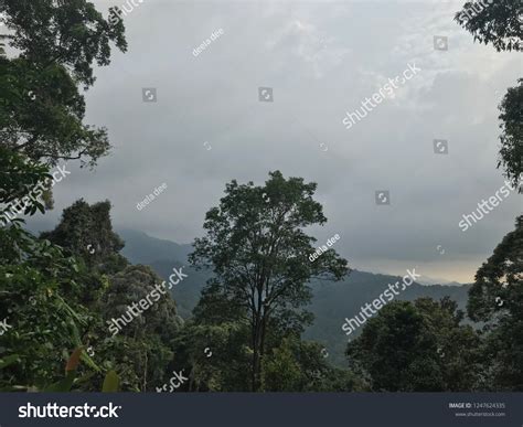 Canopy Tree Rainforest Stock Photo 1247624335 | Shutterstock