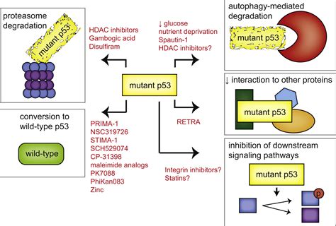 Mutant p53 in Cancer: New Functions and Therapeutic Opportunities: Cancer Cell