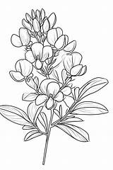 16 Texas Bluebonnet Coloring Pages Downloadable PDF sketch template