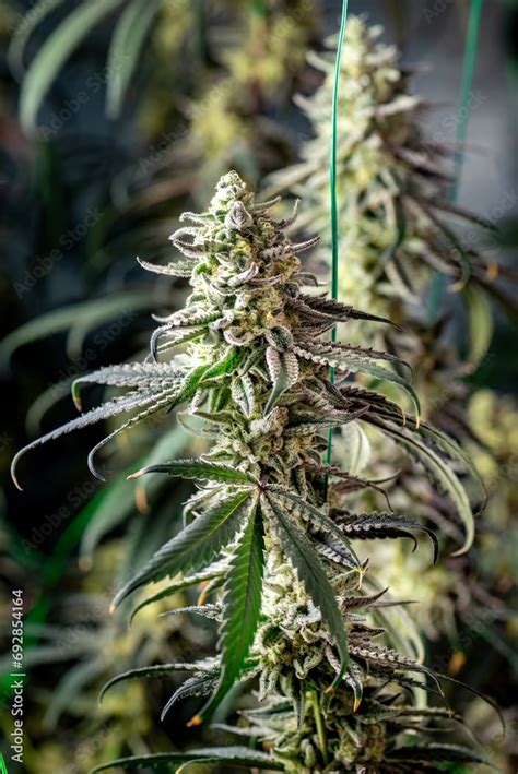 Cannabis flowers plant Closeup with fresh fan leaves cola pistil trichomes and sugar leaves ...