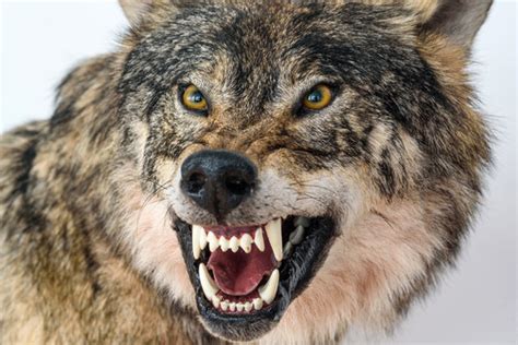 7,920 BEST Angry Wolf IMAGES, STOCK PHOTOS & VECTORS | Adobe Stock