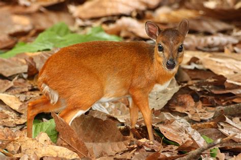 Royal antelope | Cutest animals on earth, Small pets, Animals