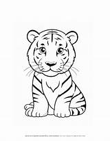 Cute Baby Tiger Coloring Page Enhance Learning & Fun sketch template