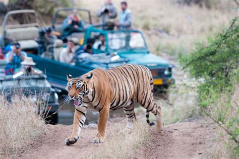 Ranthambore National Park |National Park in Rajasthan | Times of India Travel