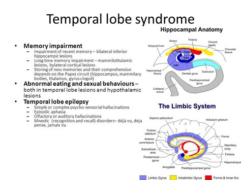 Image result for temporal lobe lesion symptoms | Memory impairment, Anatomy, Comprehension