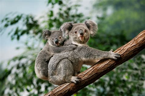 10 Unique Species You Can See in Southern Australia