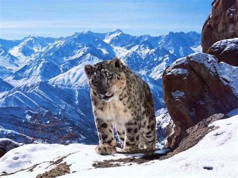 Snow Leopard Ladakh - The Luxe Voyager: Luxury Travel | Luxury Vacations & Holidays