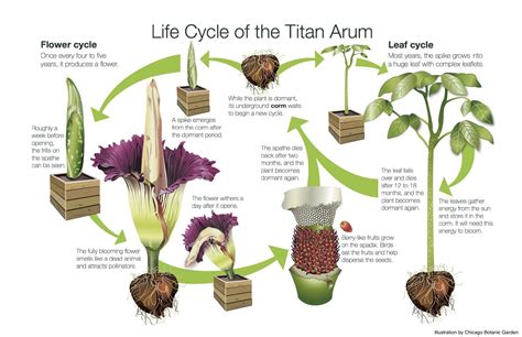 Three corpse flowers bloomed at USBG in 2017 | United States Botanic Garden