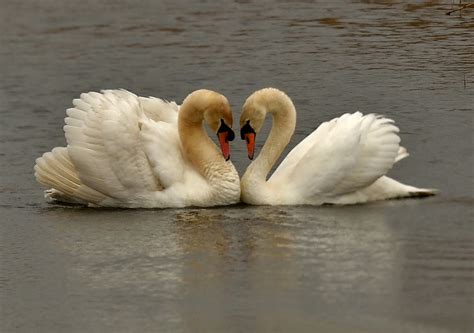 Alan James Photography : Mute Swan Rules OK