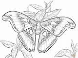 Adult Coloring Pages Moth sketch template
