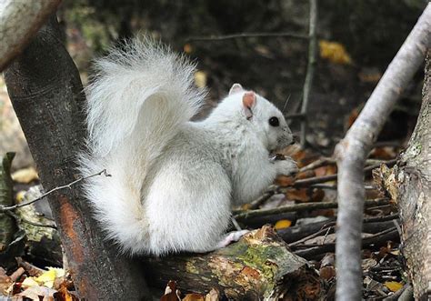 Beautiful Rare White Squirrel Has Been Photographed In The UK