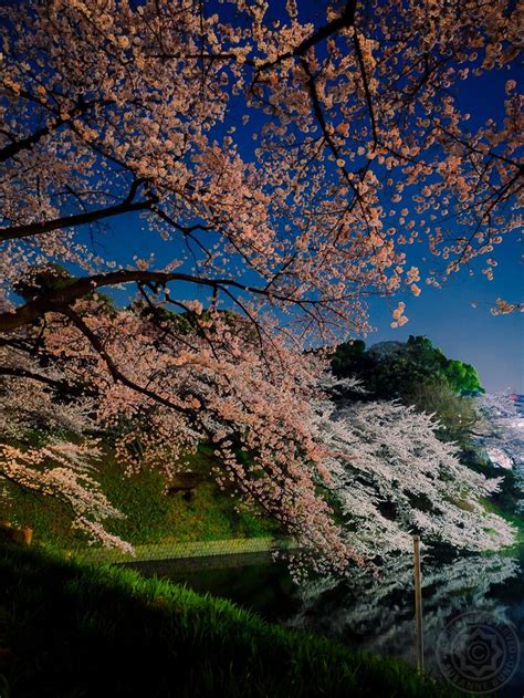 Night Sakura | Japan places to visit, Sakura, Dream vacations