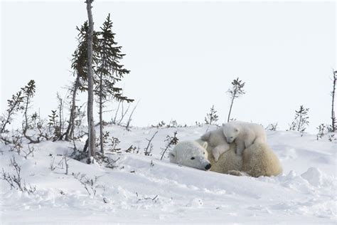 The Polar Bears of Wapusk National Park - Arctic Kingdom