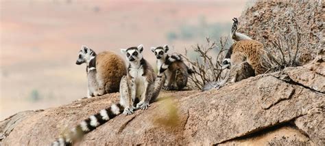 Madagascar - drought in lemur kingdom Madagascar, country