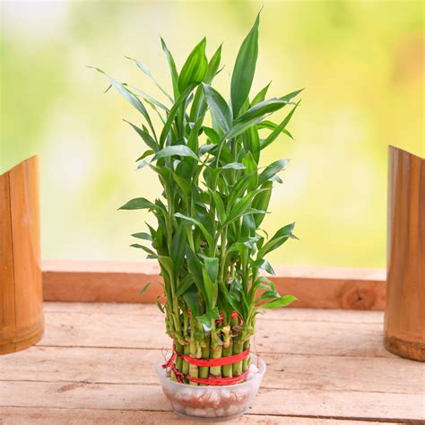 Where to Buy Lucky Bamboo Plants Near Me: Your Ultimate Guide - PlantHD