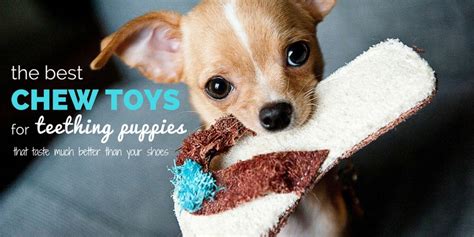 5 Best Puppy Toys For Teething and Soothing Gums